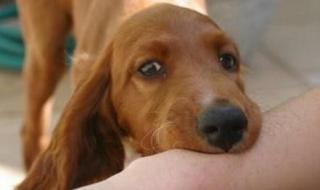 咬人猫真名 咬人猫真名