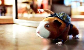 豚鼠特工队好看吗