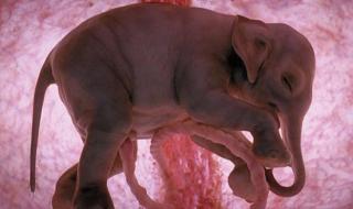 胎儿在肚子里的样子 胎儿在肚子里的样子